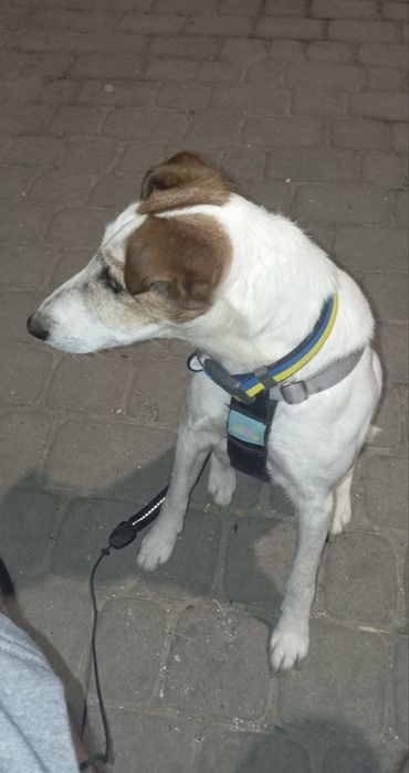 Фокстерєр Рокі шукає надійну родину