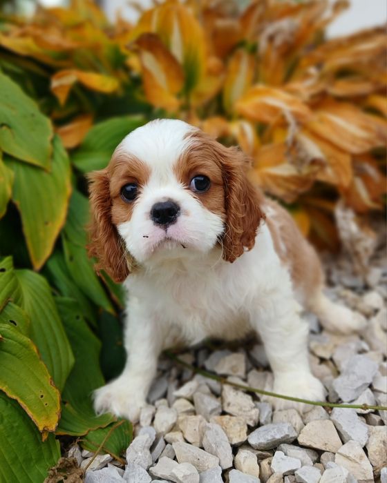 Cavalier King Charles Spaniel