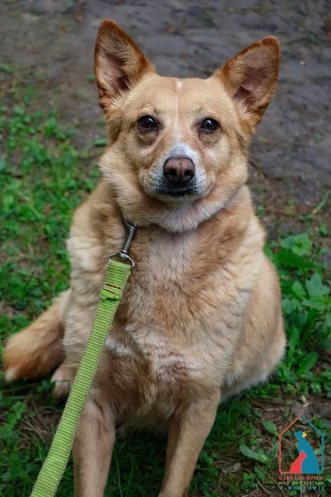 Maja 59/24 - SZUKA DOMU!