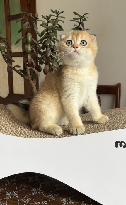 Котик Золота шиншилка