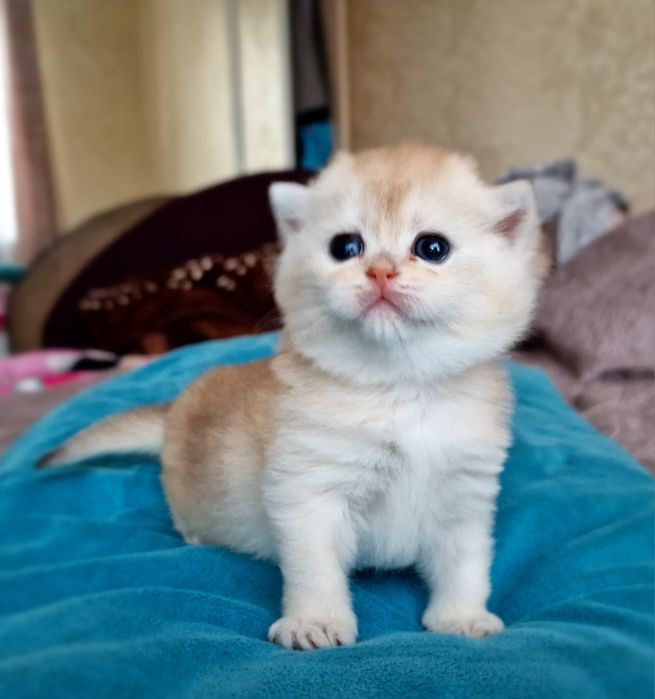 Розплідник Luxio Family пропонує дівчинку золоту шиншилу