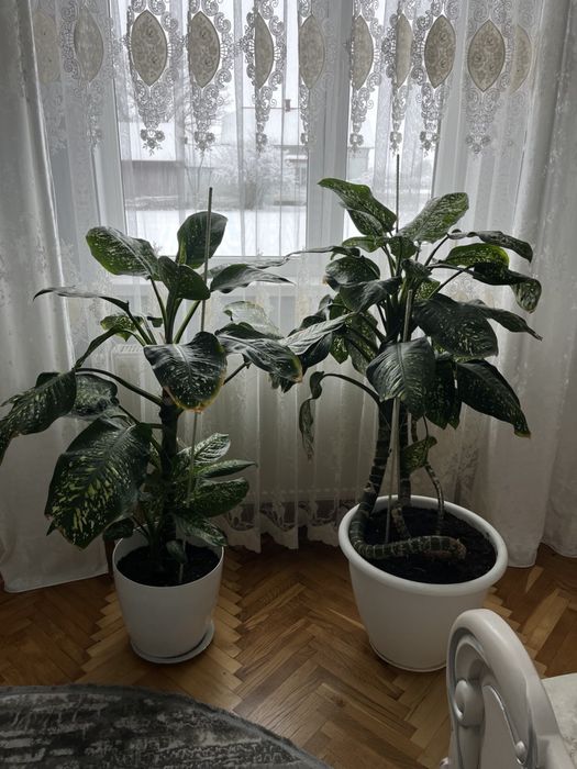 Вазони дифенбахія