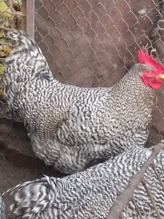 Амрокс молоді півні