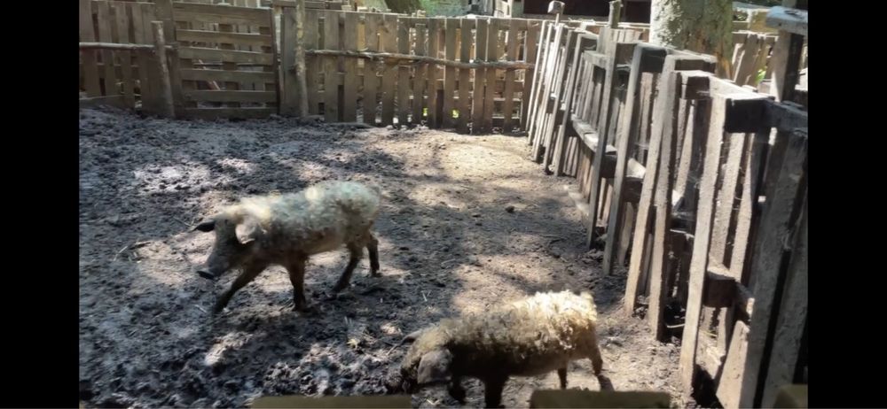 Мангали підсвинки