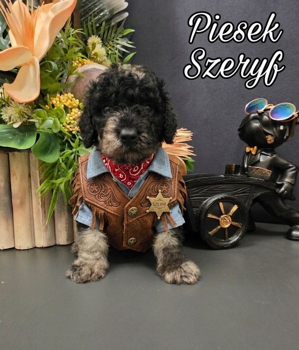 Piękny pudelek  miniaturowy merle SZERYF