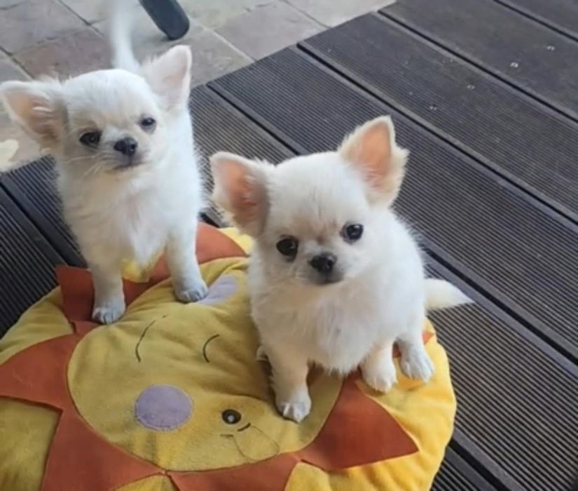 Chihuahua malutka laleczka suczka ZKWP FCI