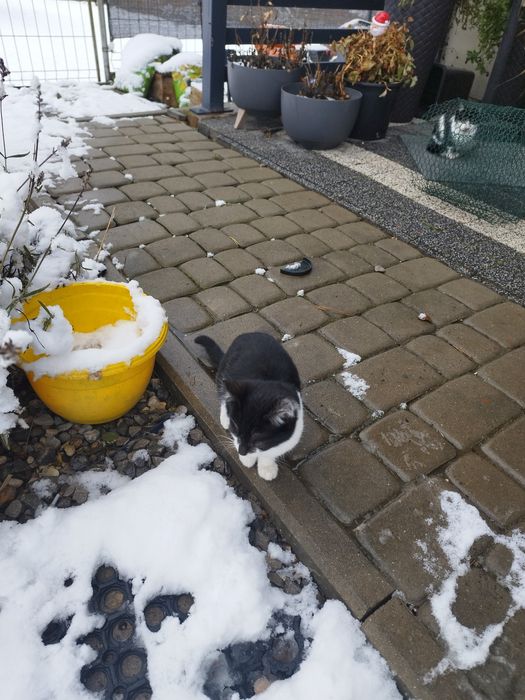 Młode kotki szukają domu