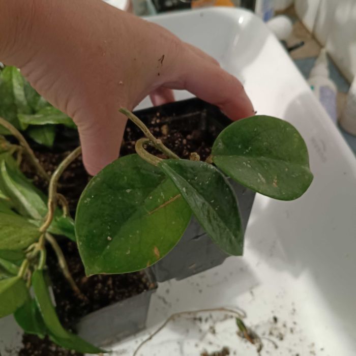 hoya-mała sadzonka