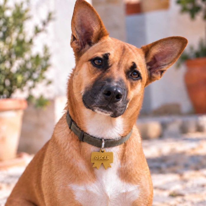PLACAS IDENTIFICADORES PARA ANIMAIS