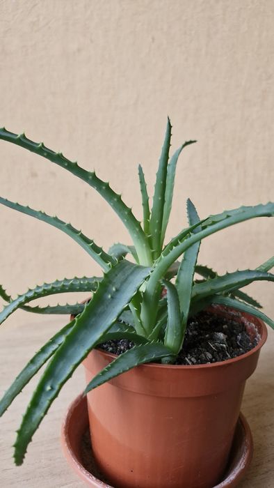 Aloes drzewiasty aloe arborescens kwiat doniczkowy