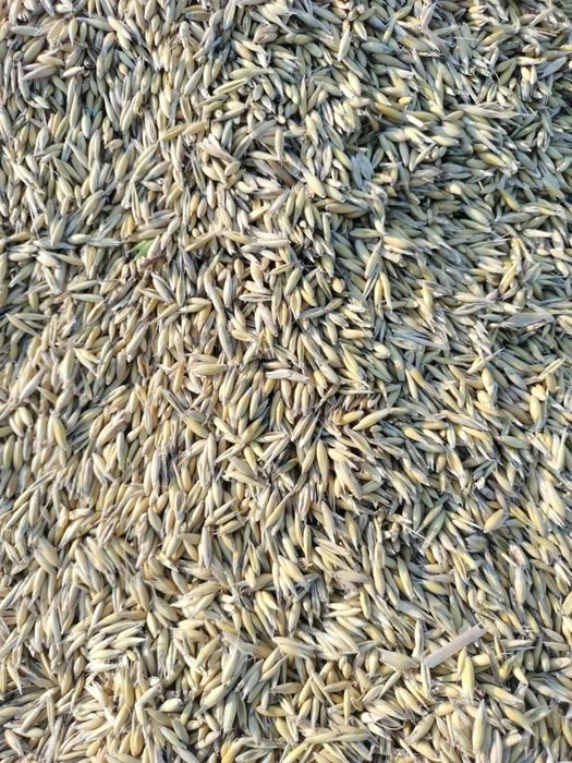 Sprzedam Owies odmiana Bingo