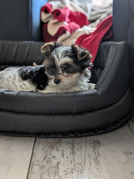 Yorkshire terrier biewer sprzedam