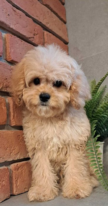 Cavapoo gotowy na zmianę domku