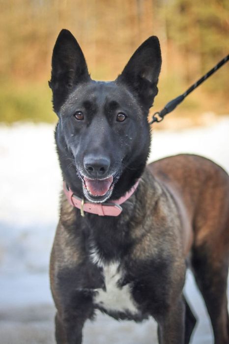 Luna w typie owczarka belgijskiego szuka domu  / do adopcji