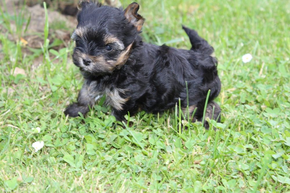 Malutka suczka Yorkshire Terrier Carrier