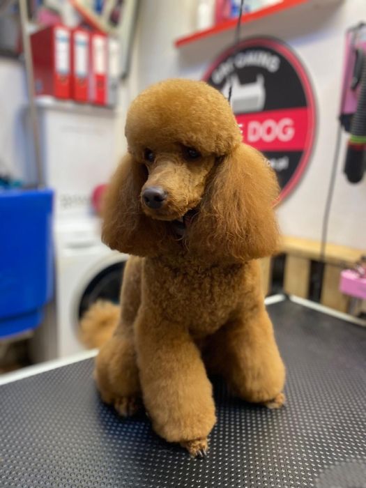 Pińczów Salon pielęgnacji zwierząt White Dog