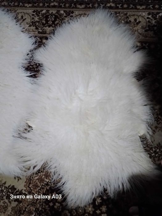 Шкура барана овцы