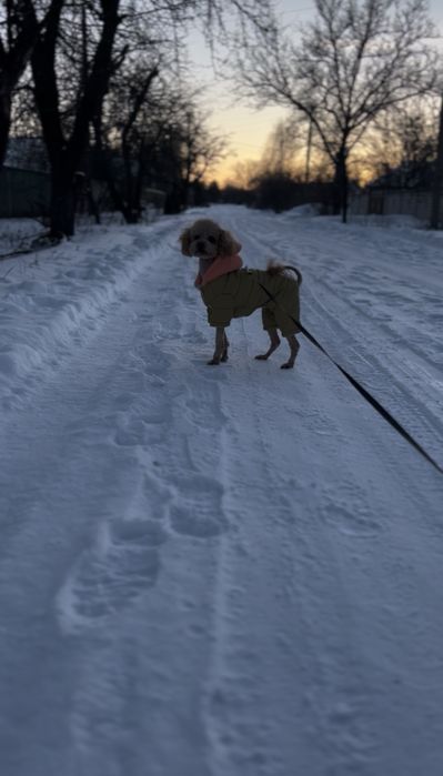 Вязка Той Пудель