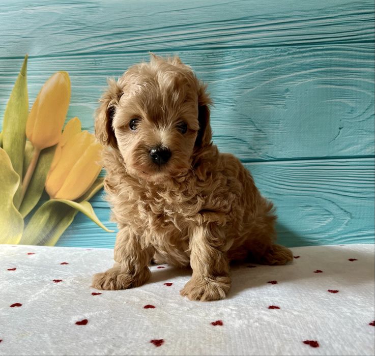 Ф1 ,f2.  мальтипу , цуцикi мальтiпу