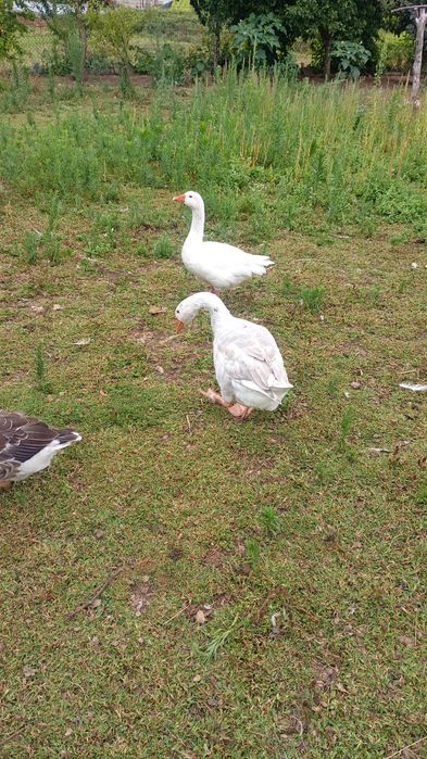 Patos carolinos e mandarins