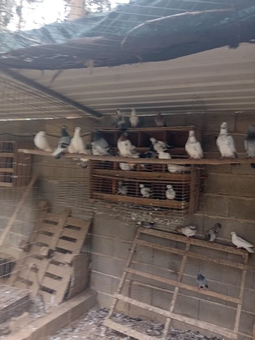 Casal de Texan prontos a criar