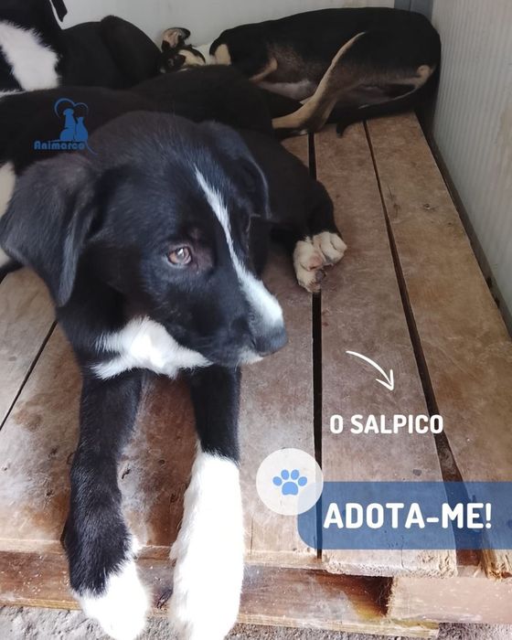 Cachorros de porte medio grande para adoção