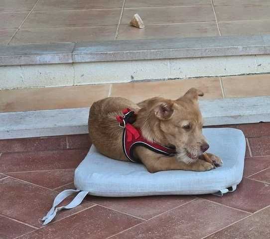 Jimmy, Cão 8 meses porte pequeno para adoção