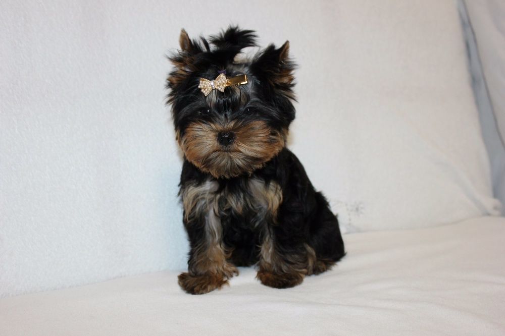 Кукольные щенки йорки  киев