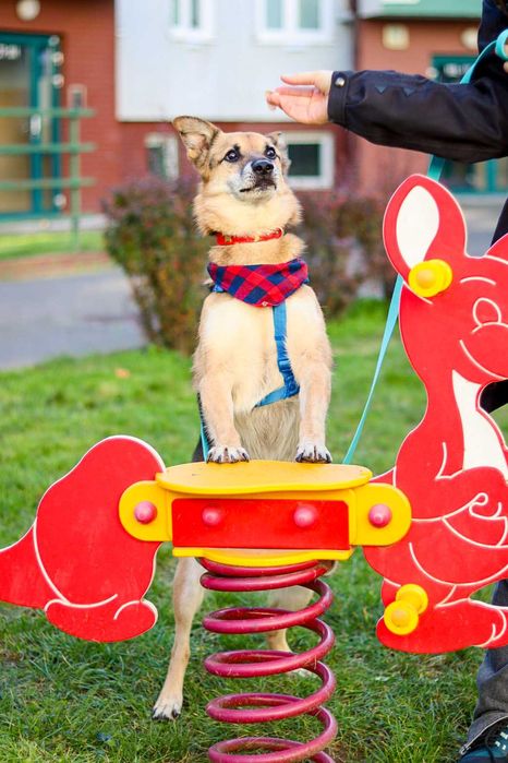 Pies do adopcji- samiec Baks