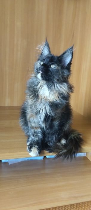 Мейн Кун девочка, окрас черепаховый. Возраст 3 месяца