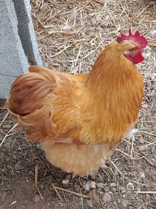 Brahmas, orpington ,há venda