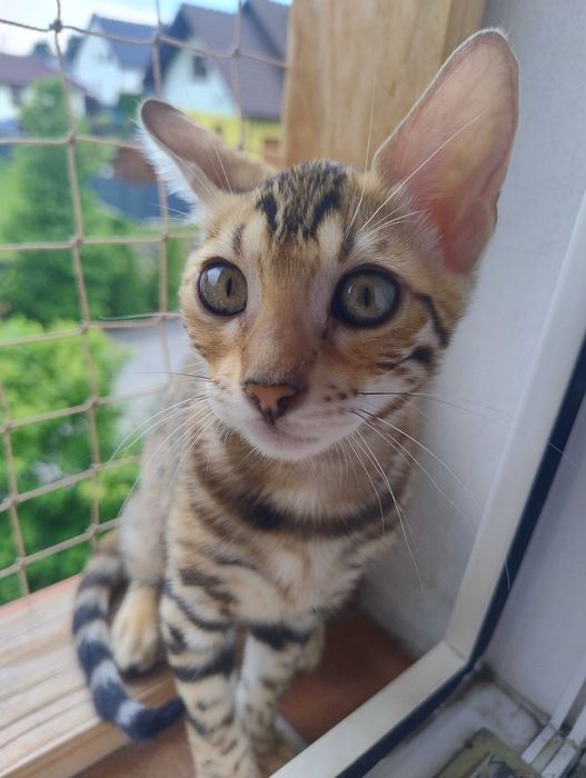 Kocurek  bengalska