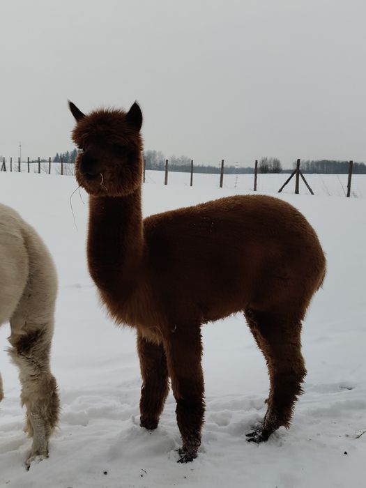 Alpaka , alpaki ,