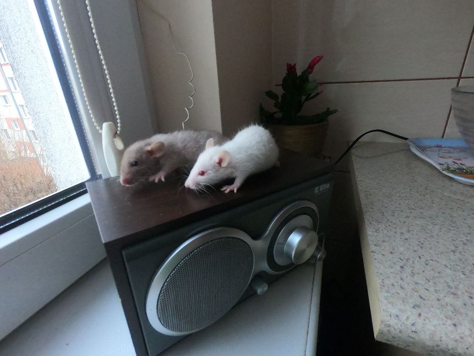 Szczury szczurki REX i DUMBO REX