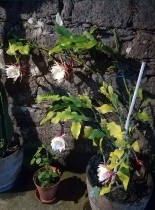 Rainha da noite branca