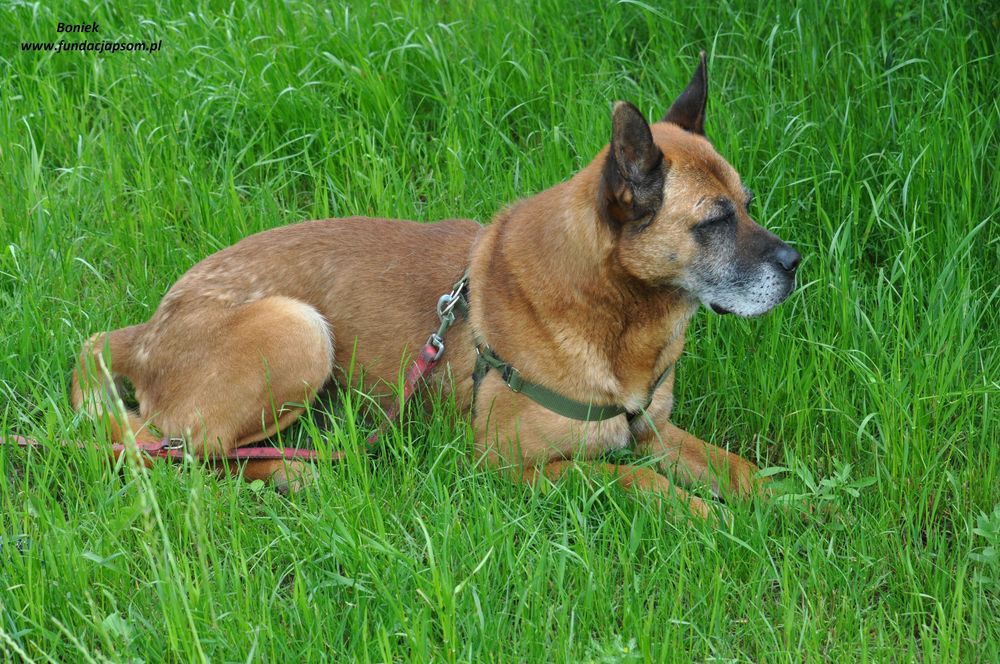 Boniek łagodny senior