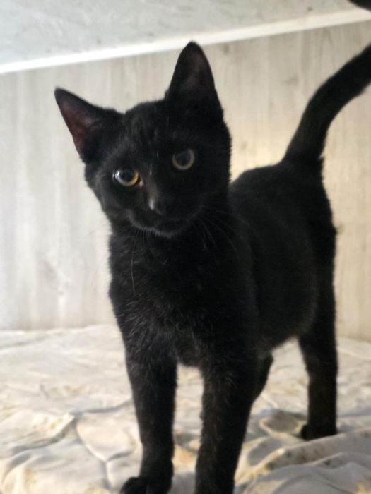 Najsłodszy kot kociak kocurek do adopcji