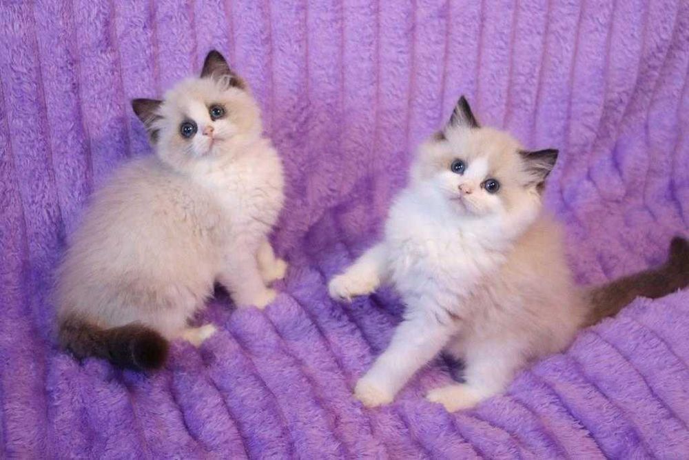 Продам кошенят регдолл від титулованих батьків