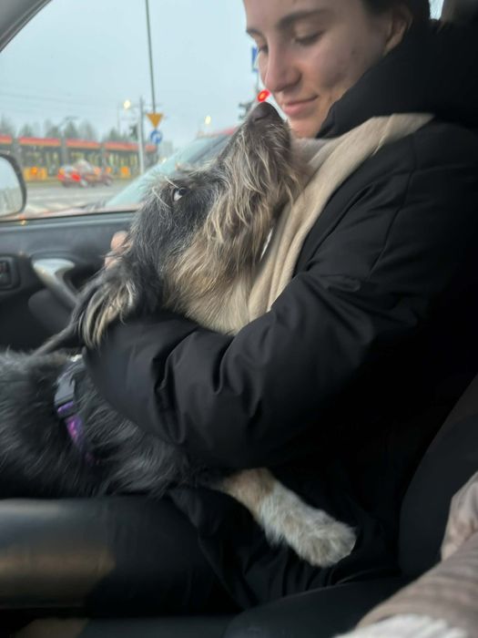 Młody, pełny energii psiak pilnie szuka domu