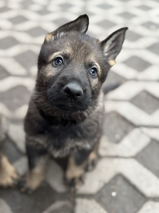 Owczarek niemiecki FCI