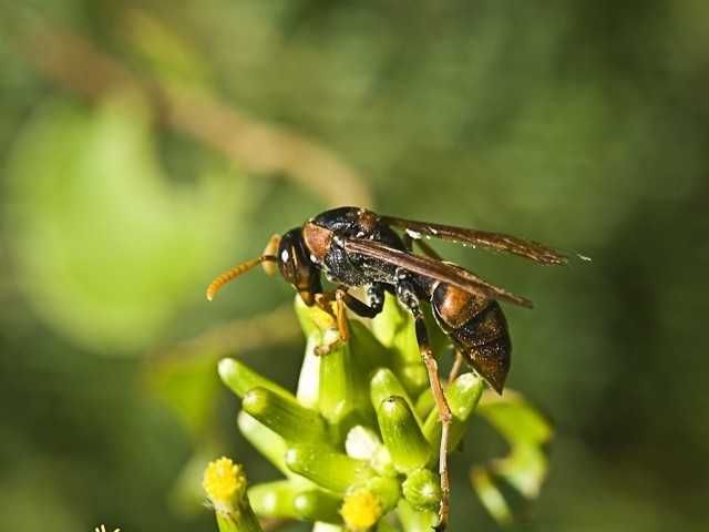 Minolta SRT 101 with Rokkor Macro QF 50mm F: 3.5 lens63825203926659123