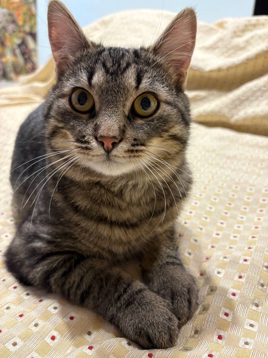 Котик безкоштовно, кiт ,котёнок