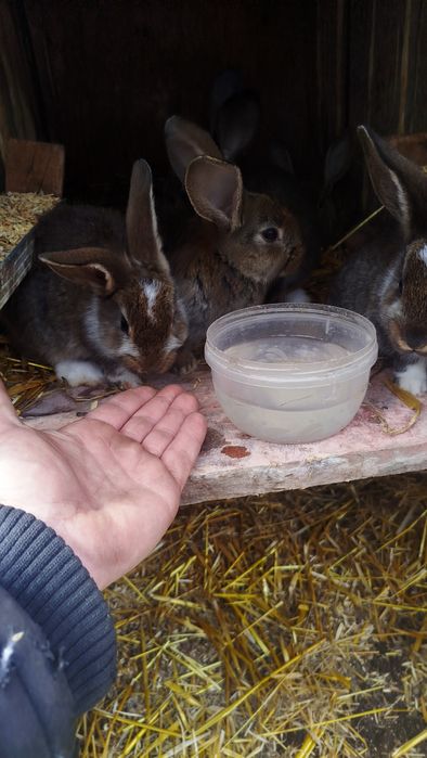 Продаємо кроликів