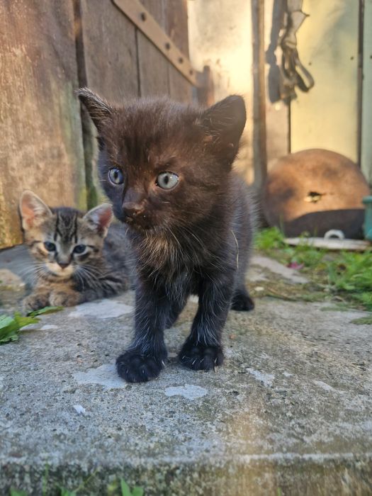 Kotki w dobre ręce