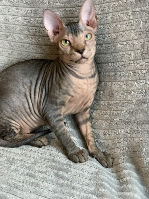 Девочки донского сфинкса