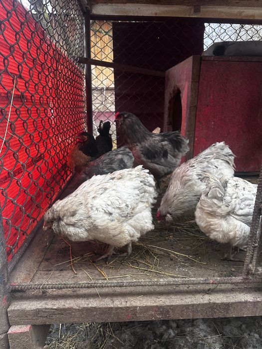 Амераукана кури  продам інкубаційні яйця