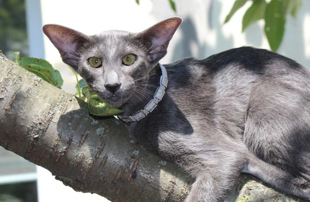 Орієнтальна кішка, блакитна пантера