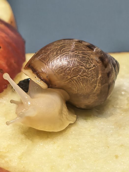 Ślimak Afrykanski Olbrzymi