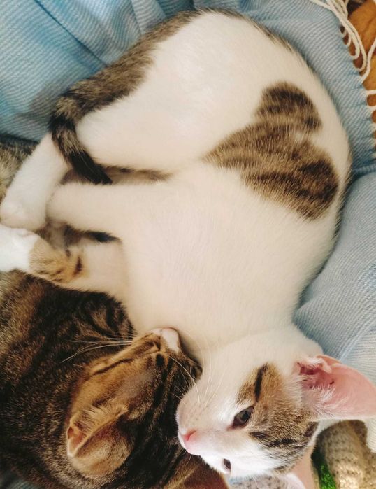 Uran - kociak, młody kot, kocurek do adopcji