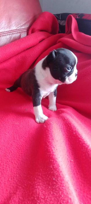 Boston Terrier com LOP, pedigree